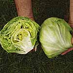 Unbranded Lettuce Robinson Seeds 436534.htm