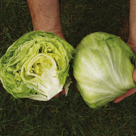 Unbranded Lettuce Robinson Seeds Average Seeds 200
