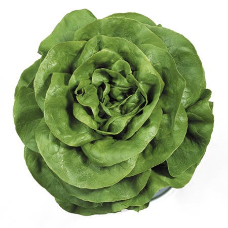 Unbranded Lettuce Rosetta Seeds Average Seeds 100