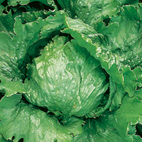 Unbranded Lettuce Seeds - Lakeland