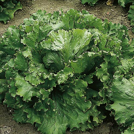 Unbranded Lettuce Webbs Wonderful Seeds Average Seeds 1400