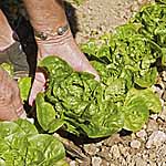 Unbranded Lettuce Winter Gem (Vaila) Seeds 436502.htm