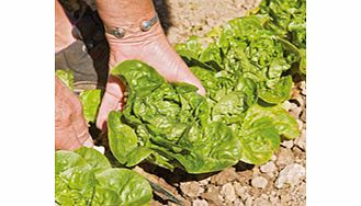 Unbranded Lettuce Winter Gem (Vaila) Seeds