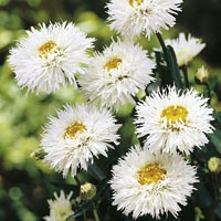 Unbranded Leucanthemum Aglaia 212602.htm