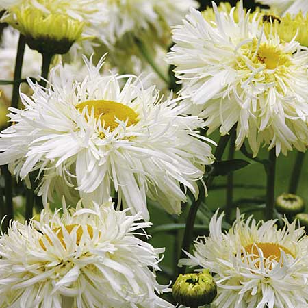 Unbranded Leucanthemum Goldrush Plants Pack of 5 Pot Ready