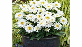 Unbranded Leucanthemum Plant - Freak