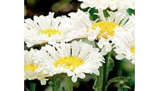 Unbranded Leucanthemum Plant - Real Neat