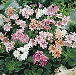 Unbranded Lewisia Sunset Strain Plants 488371.htm