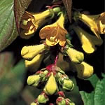 Stunning trusses of golden-yellow  trumpet-shaped flowers on arching  cane-like stems with attractiv