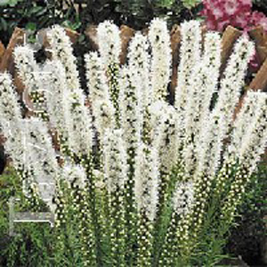 Unbranded Liatris Alba Bulbs