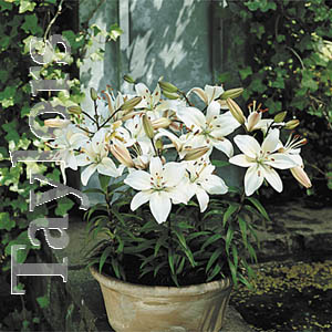 Unbranded Lilium Apollo Bulbs