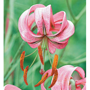 Unbranded Lilium Cerneum Bulb