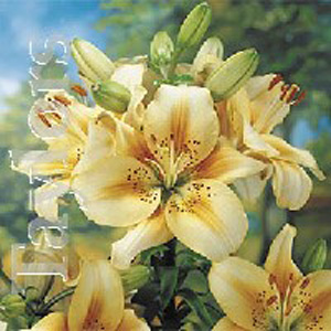 Unbranded Lilium Luxor Bulbs