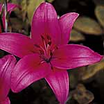 Unbranded Lily Asiatic Cote DAzur