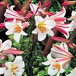 Unbranded Lily Favourites Collection 212862.htm