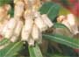 Lily-of-the-valley Shrub