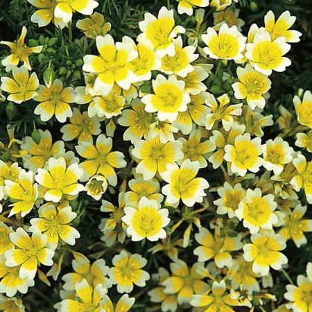 Unbranded Limnanthes Douglasii Seeds Average Seeds 110