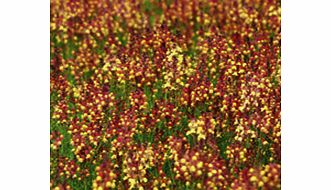 Unbranded Linaria Seeds - Chortles