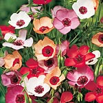 Unbranded Linum Charmer Salmon Seeds