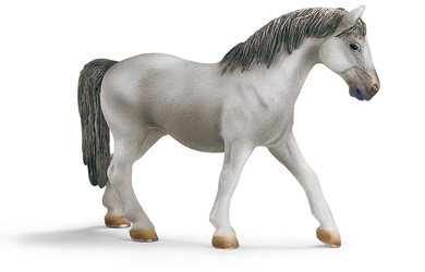 Unbranded Lipizzaner Mare