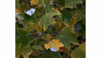 Unbranded Liriodendron Plant - Tulipifera