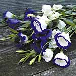 Unbranded Lisianthus Indulgence (40 Easiplants)