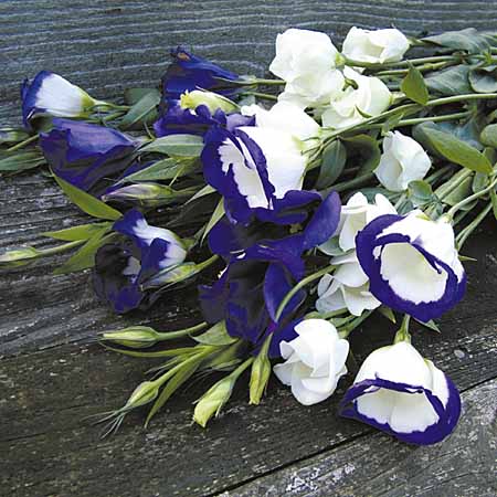 Unbranded Lisianthus Indulgence Plants Pack of 40