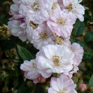 Unbranded Little Rambler Climbing Rose