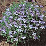 Unbranded Lobelia Cambridge Blue Seeds 420641.htm