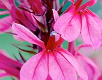 Unbranded Lobelia cardinalis Plant - Princess Rose