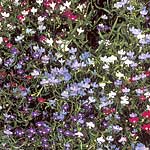 Unbranded Lobelia Cascade Mixed Seeds