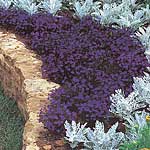 Unbranded Lobelia Crystal Palace Compacta Seeds 420668.htm