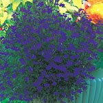 Unbranded Lobelia Monsoon - Easicote Seeds 420730.htm