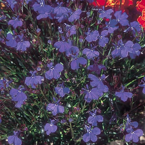 Unbranded Lobelia Monsoon Seeds