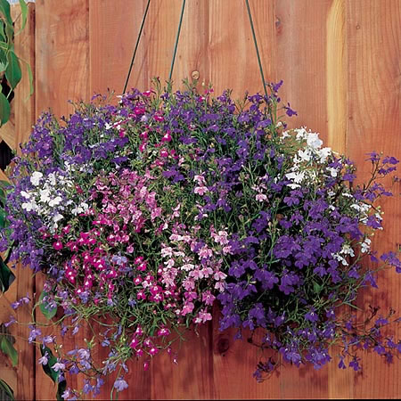 Unbranded Lobelia Regatta Mixed Plants Pack of 110