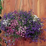 Unbranded Lobelia Regatta Mixed (Trailing) Plants