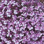 Unbranded Lobelia Riviera Lilac Seeds 423915.htm