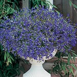 Unbranded Lobelia Sapphire Easiplants