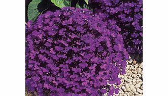 Unbranded Lobelia Seeds - Crystal Palace Compacta