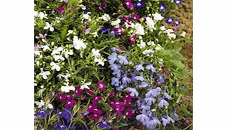 Unbranded Lobelia Seeds - Mixed Shades