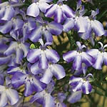 Unbranded Lobelia Sky Star Plants