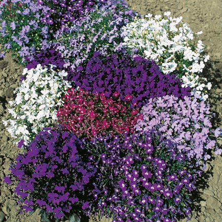 Unbranded Lobelia String of Pearls Plants 3 x 45 Packs