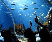 Unbranded Loch Lomond Aquarium SEA LIFE after 3pm Special