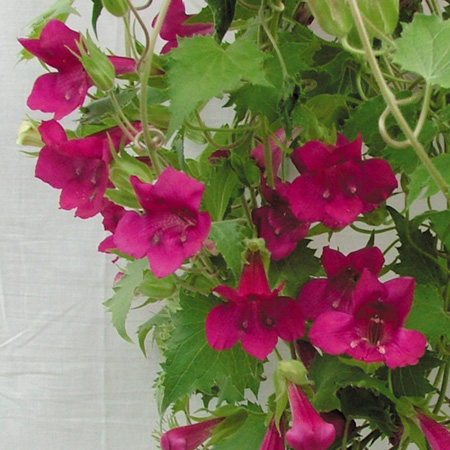 Unbranded Lofos Summer Cream Plants Pack of 5 Pot Ready