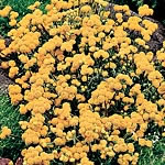 Unbranded Lonas Goldrush Seeds 416586.htm