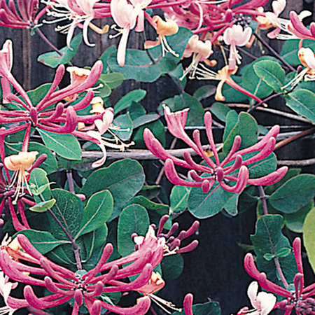 Unbranded Lonicera Belgica Trellis Kit 1 Plant and Trellis