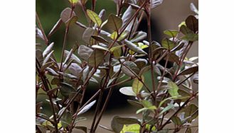 Unbranded Lophomyrtus x Ralphii Plant - Red Dragon