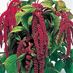 Unbranded Love-Lies-Bleeding Crimson Seeds 416578.htm