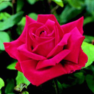 Unbranded Loving Memory  Hybrid Tea Rose