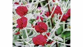 Unbranded Lychnis Plant - Gardeners World